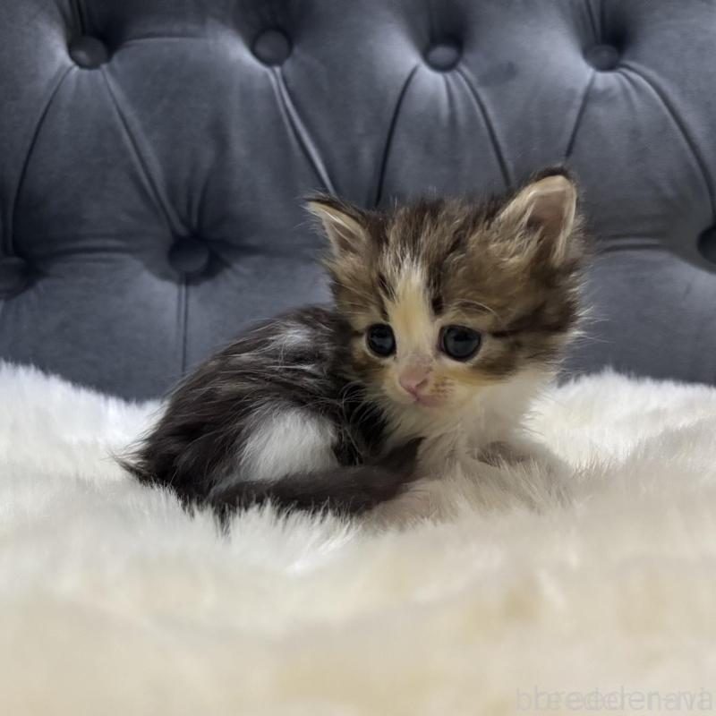 販売中の鹿児島県のミヌエット-133252の3枚目