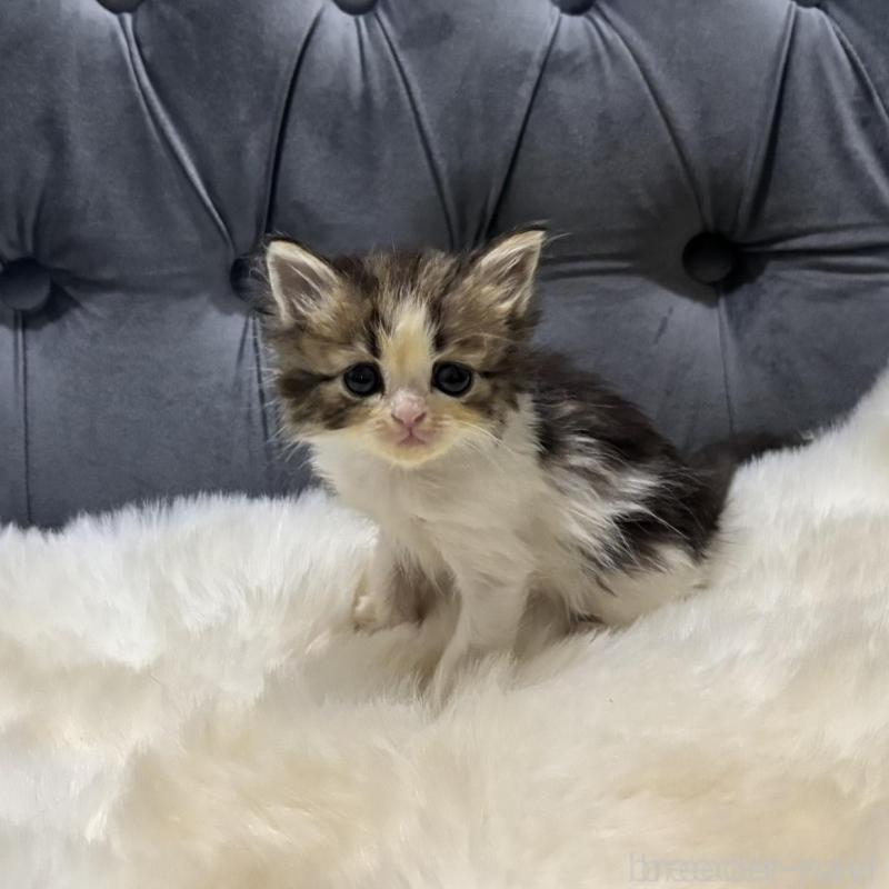 販売中の鹿児島県のミヌエット-133252の2枚目