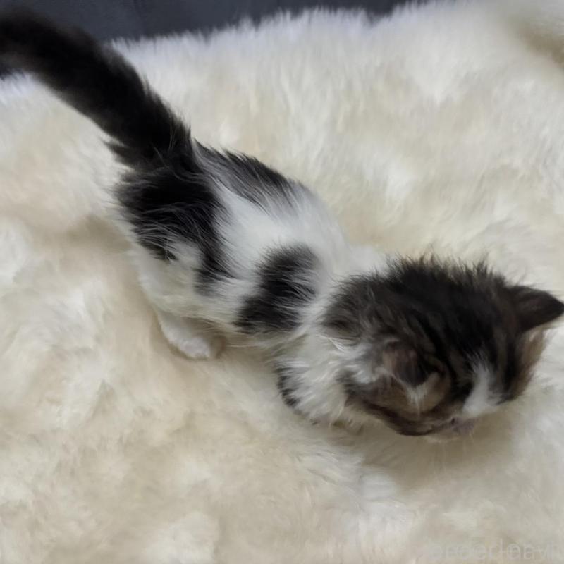 販売中の鹿児島県のミヌエット(短足)-133253の6枚目