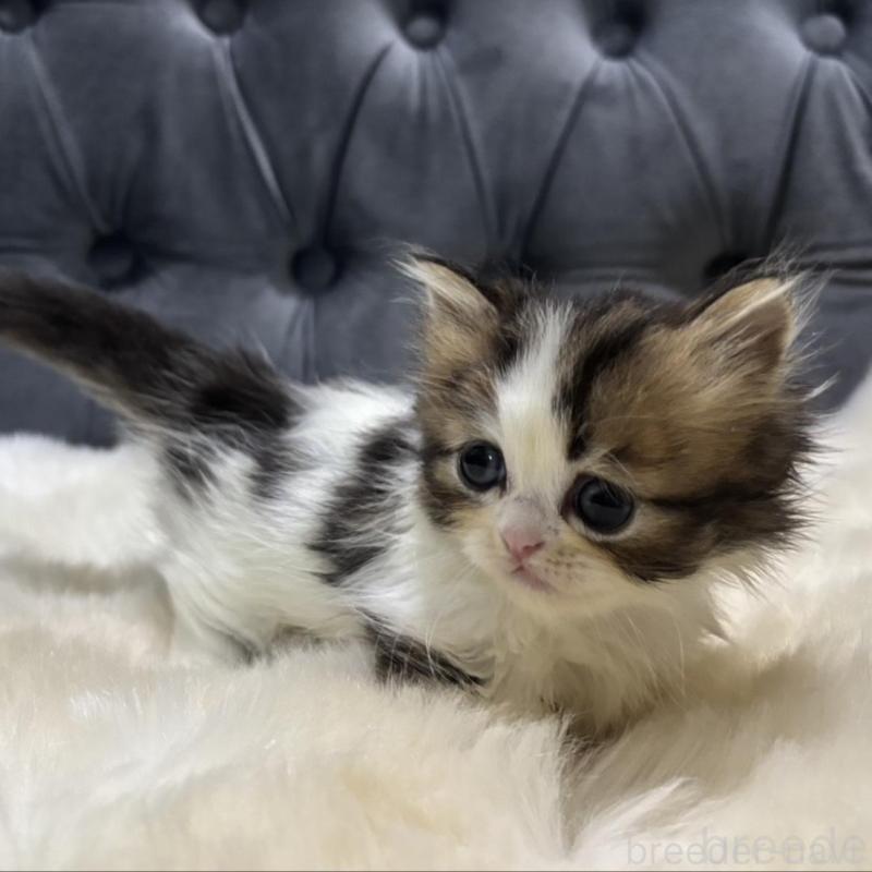 販売中の鹿児島県のミヌエット(短足)-133253の5枚目