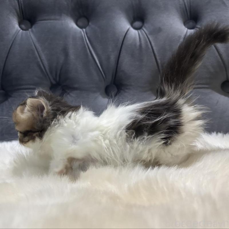 販売中の鹿児島県のミヌエット(短足)-133253の4枚目