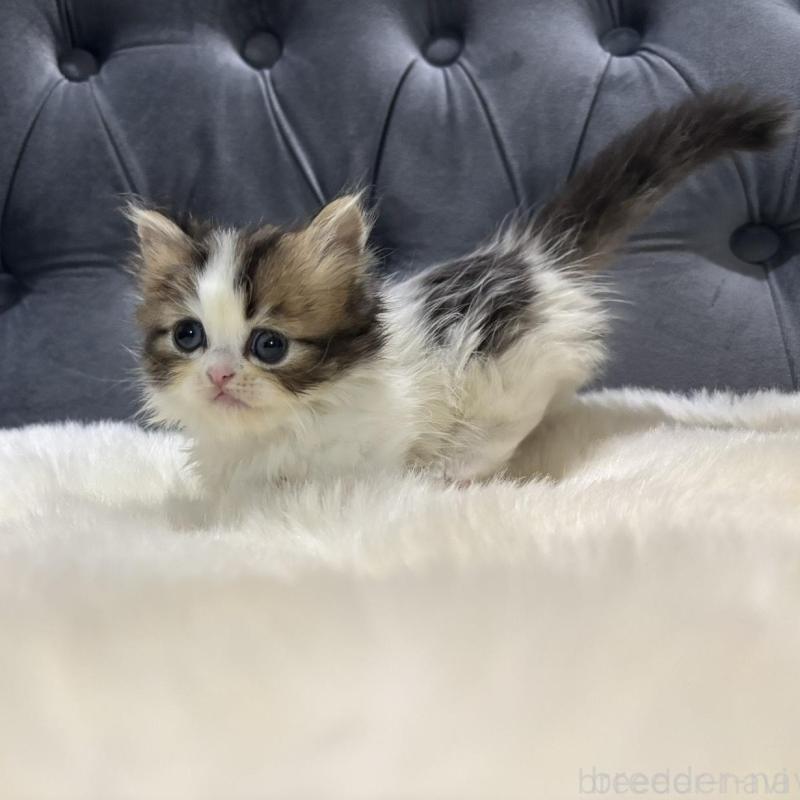 販売中の鹿児島県のミヌエット(短足)-133253の3枚目