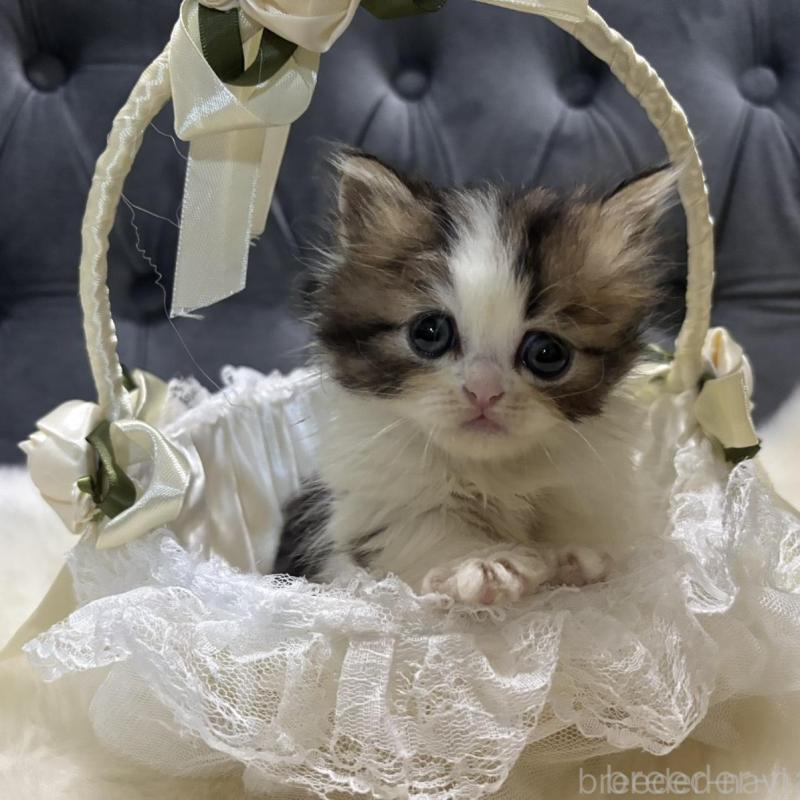 販売中の鹿児島県のミヌエット(短足)-133253