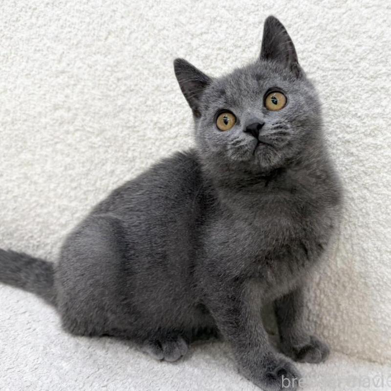 販売中の三重県のブリティッシュショートヘア-133255の1枚目