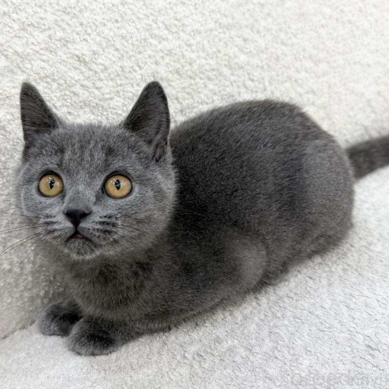 販売中の三重県のブリティッシュショートヘア-133255の4枚目