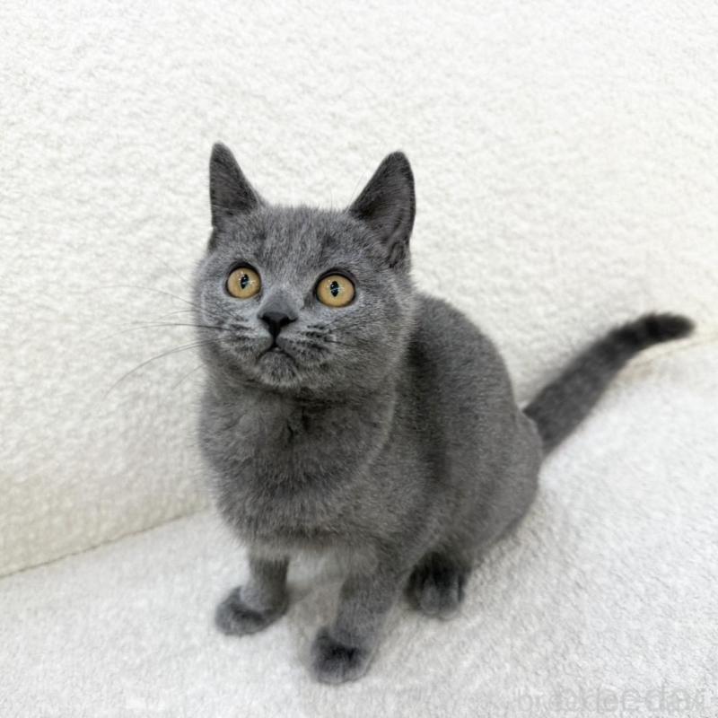 販売中の三重県のブリティッシュショートヘア-133255の3枚目