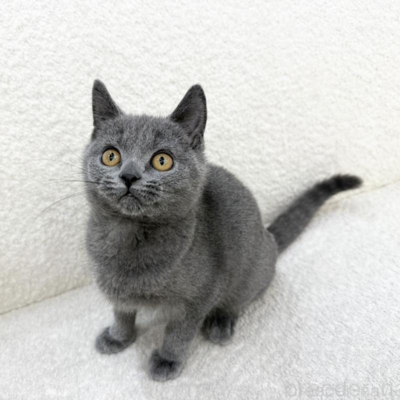 販売中の三重県のブリティッシュショートヘア-133255の2枚目