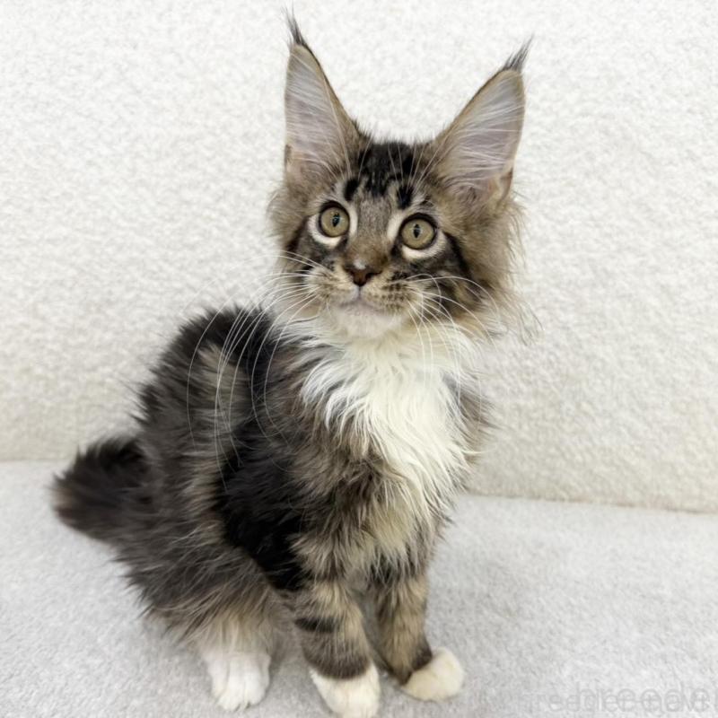 販売中の三重県のメインクーン-133256