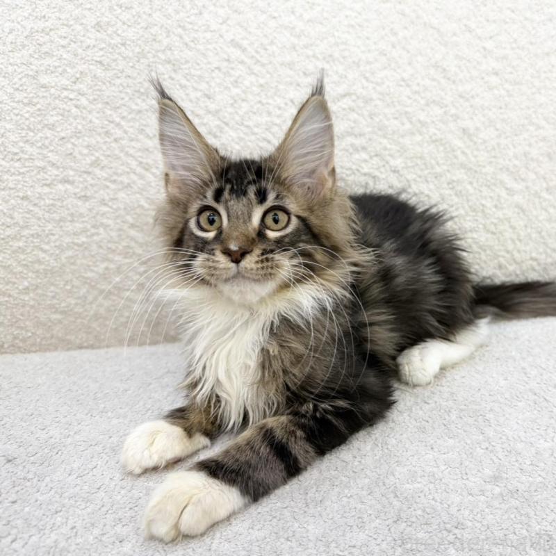 販売中の三重県のメインクーン-133256の3枚目