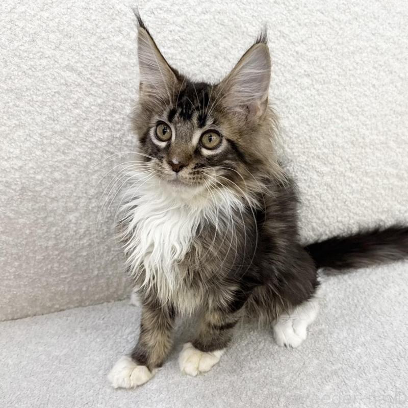 販売中の三重県のメインクーン-133256の2枚目