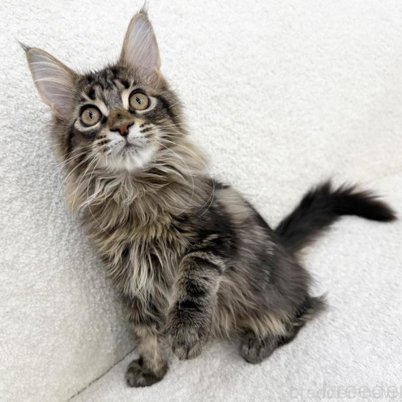 販売中の三重県のメインクーン-133257の3枚目