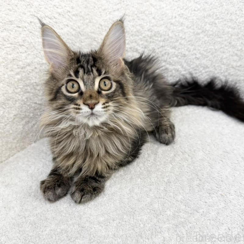 販売中の三重県のメインクーン-133257の2枚目