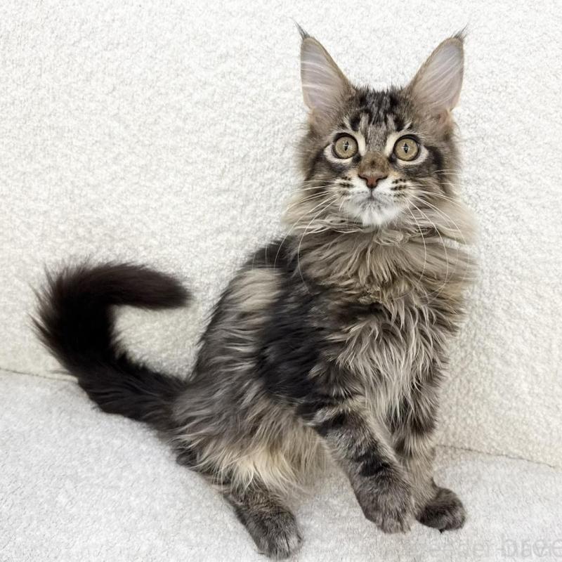 販売中の三重県のメインクーン-133257