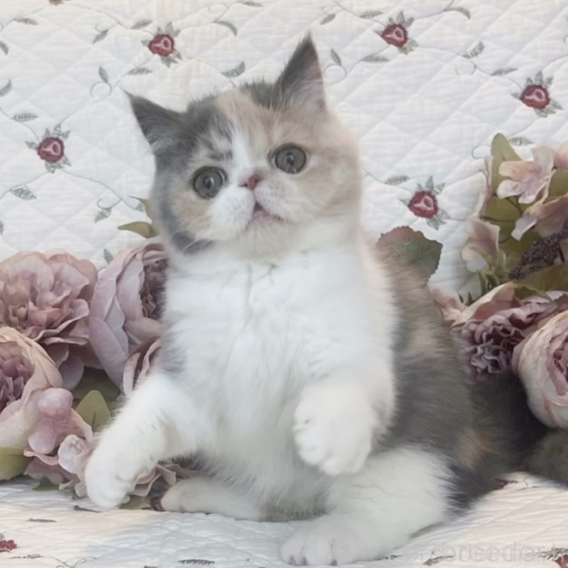 販売中の埼玉県のエキゾチックショートヘア-133258の1枚目