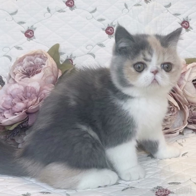 販売中の埼玉県のエキゾチックショートヘア-133258の3枚目