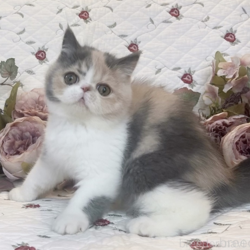 販売中の埼玉県のエキゾチックショートヘア-133258の2枚目