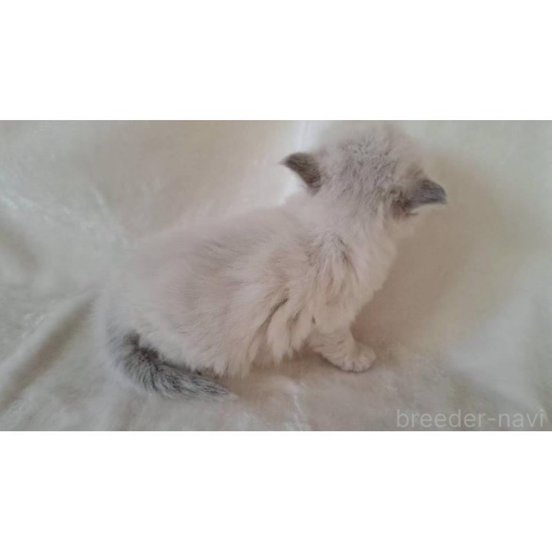 販売中の栃木県のサイベリアン-133259の5枚目