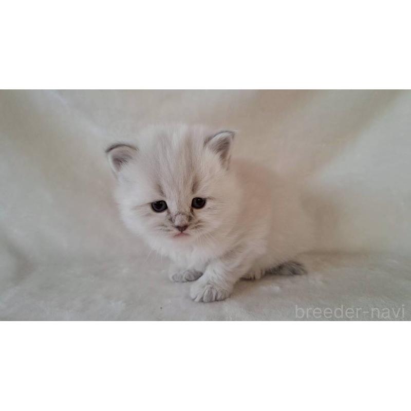 販売中の栃木県のサイベリアン-133259の4枚目