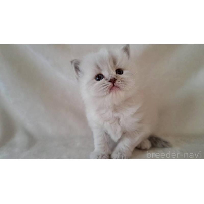 販売中の栃木県のサイベリアン-133259の3枚目