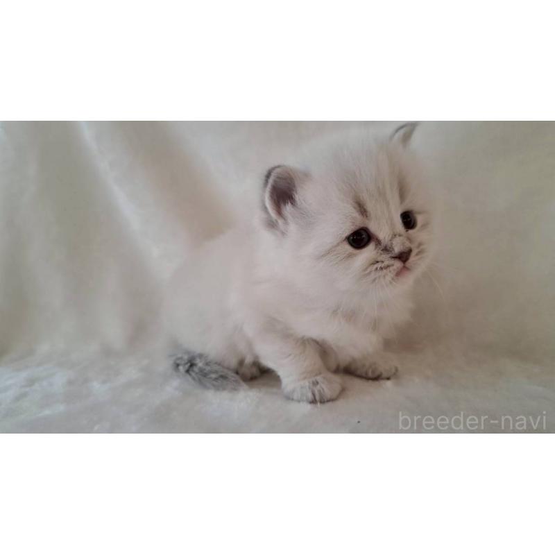 販売中の栃木県のサイベリアン-133259の2枚目