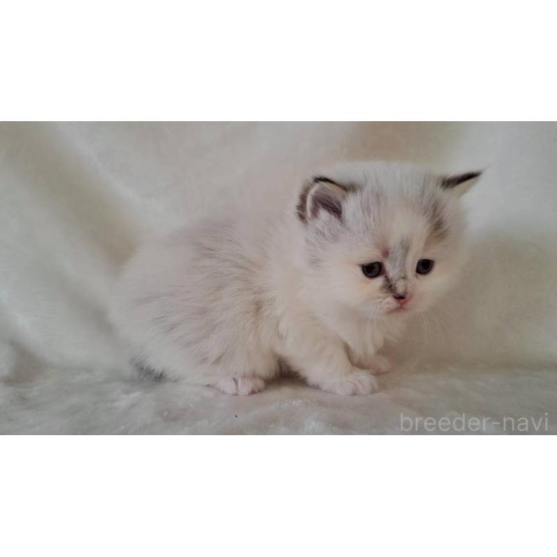 販売中の栃木県のサイベリアン-133260の4枚目