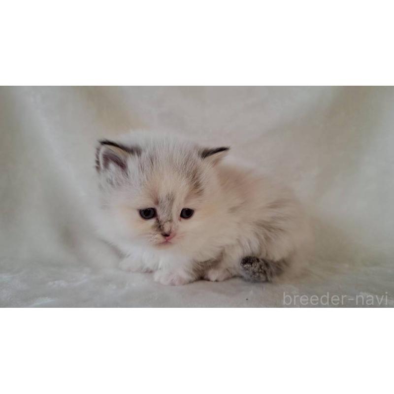 販売中の栃木県のサイベリアン-133260の2枚目