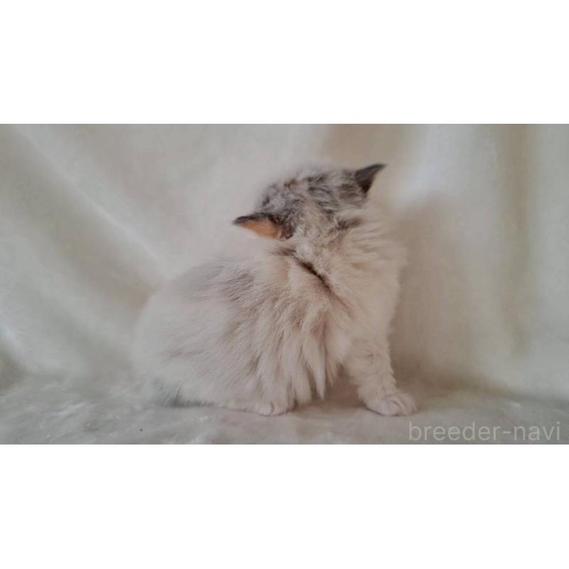 販売中の栃木県のサイベリアン-133260の3枚目