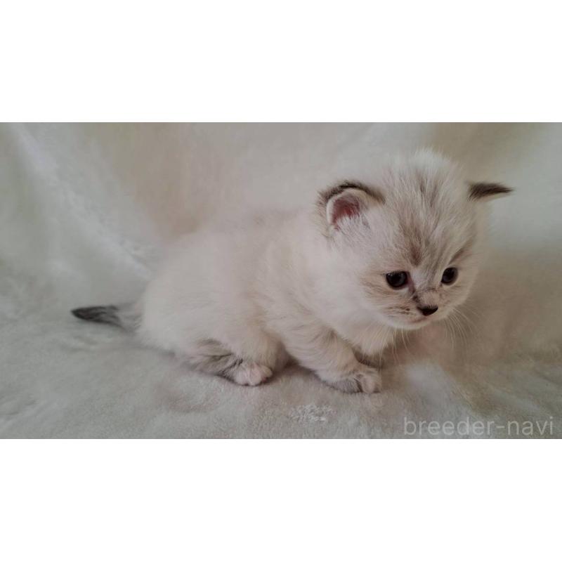 販売中の栃木県のサイベリアン-133261の4枚目