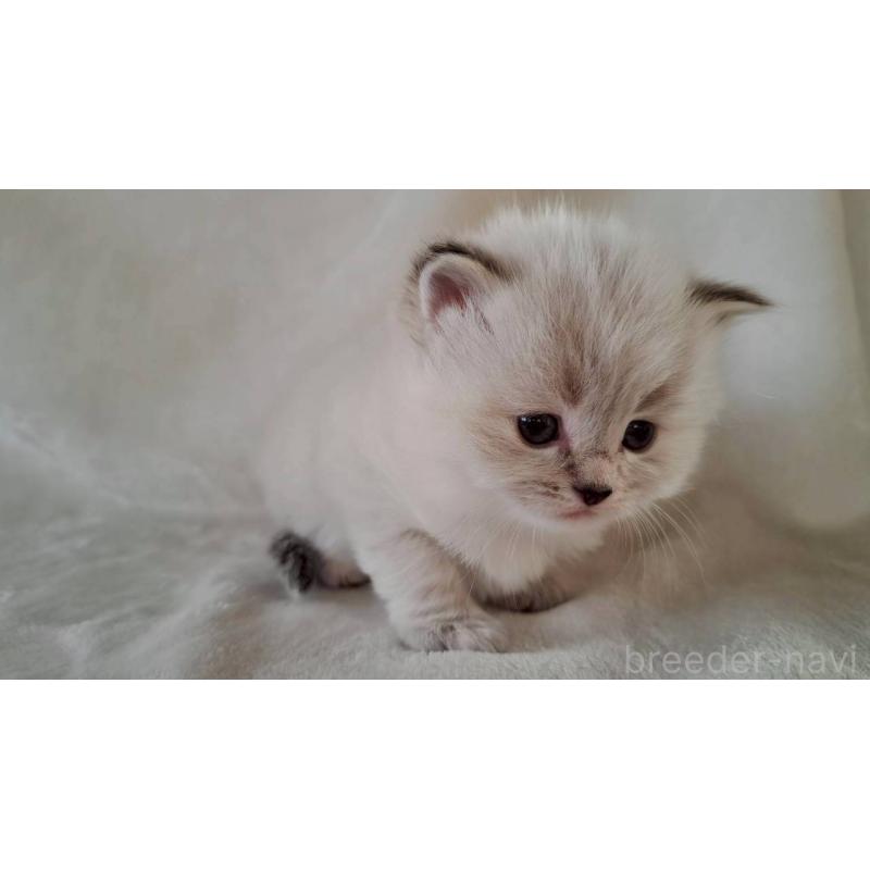 販売中の栃木県のサイベリアン-133261の3枚目