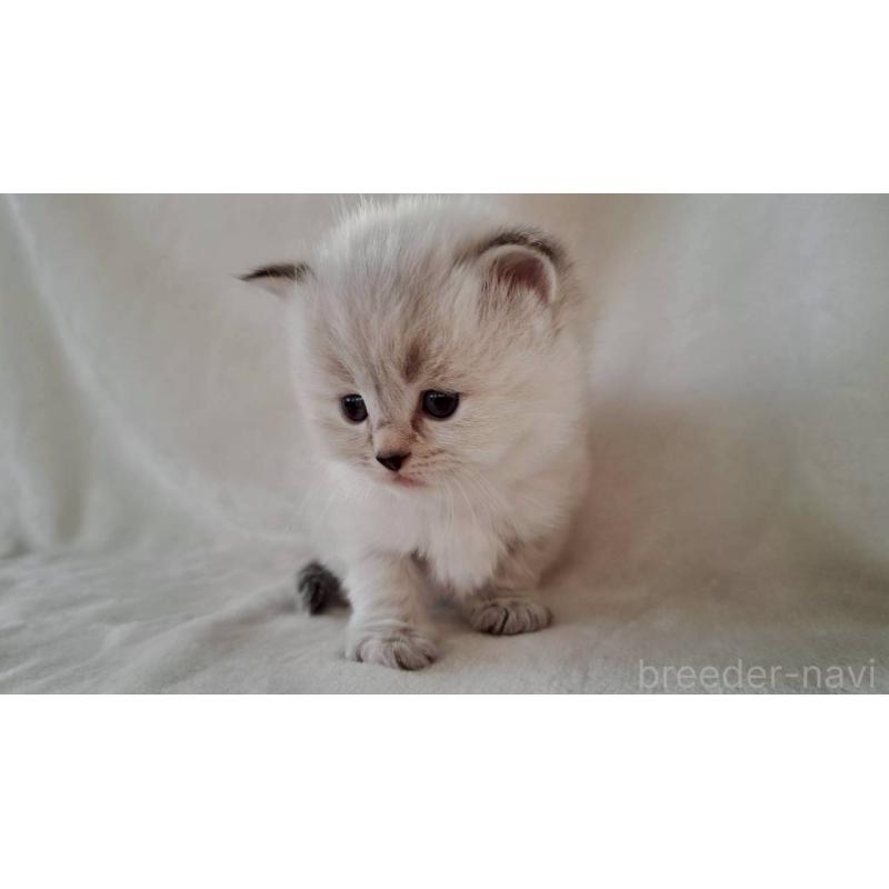 販売中の栃木県のサイベリアン-133261の2枚目