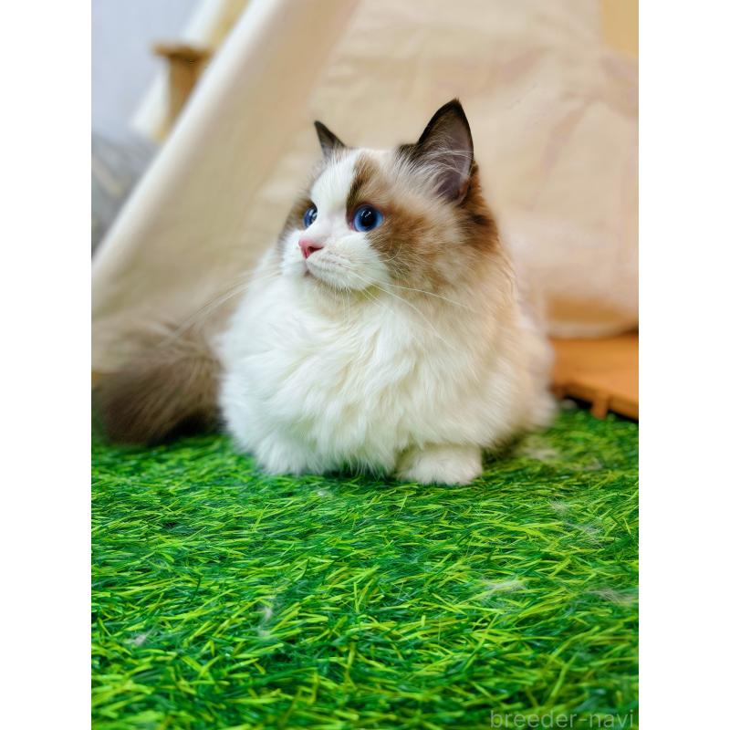 商談中の東京都のラグドール-127068の7枚目