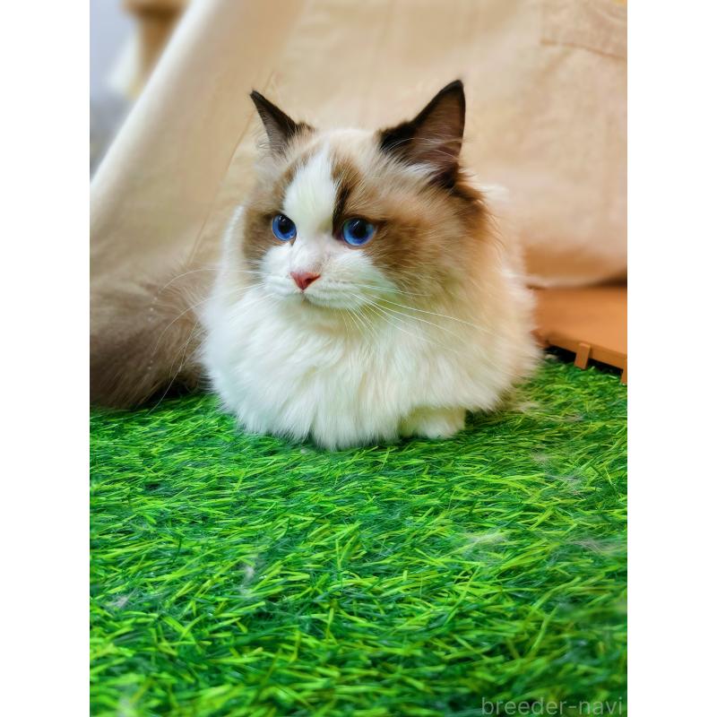 商談中の東京都のラグドール-127068の6枚目