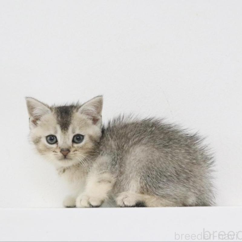 販売中の愛知県のスコティッシュフォールド-133262の3枚目