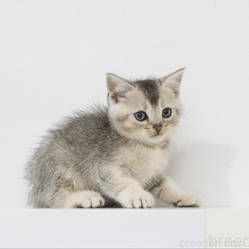 販売中の愛知県のスコティッシュフォールド-133262の2枚目