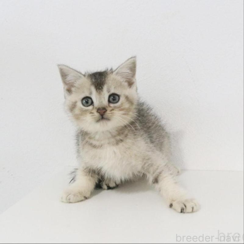 販売中の愛知県のスコティッシュフォールド-133262の1枚目