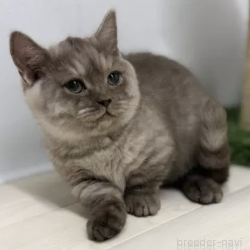 販売中の茨城県のマンチカン(短足)-133263