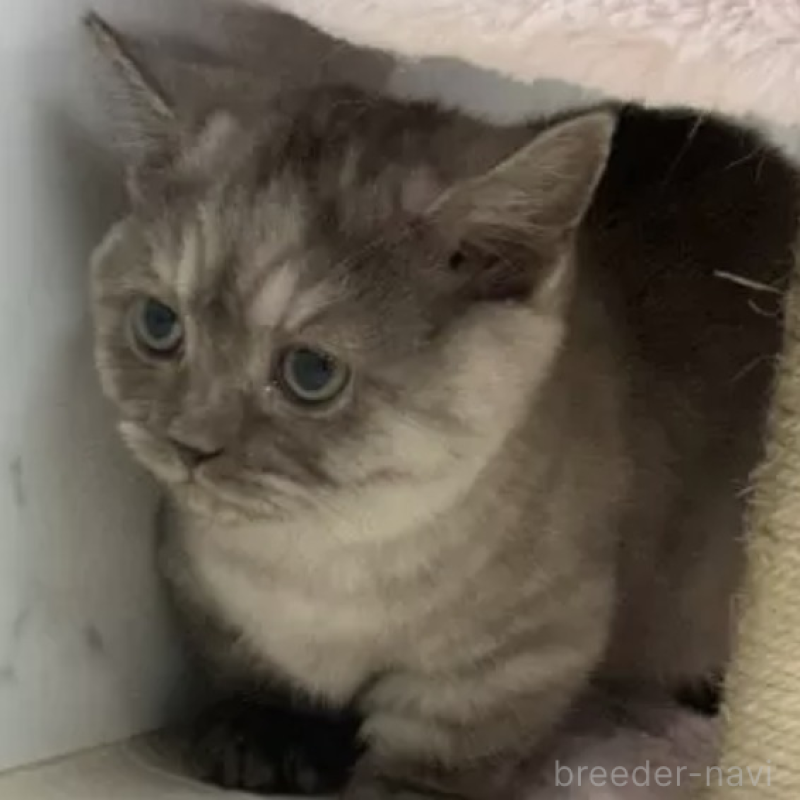 販売中の茨城県のマンチカン(短足)-133263の2枚目