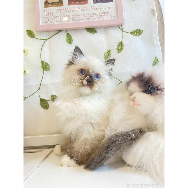 販売中の大阪府のラグドール-133264の3枚目