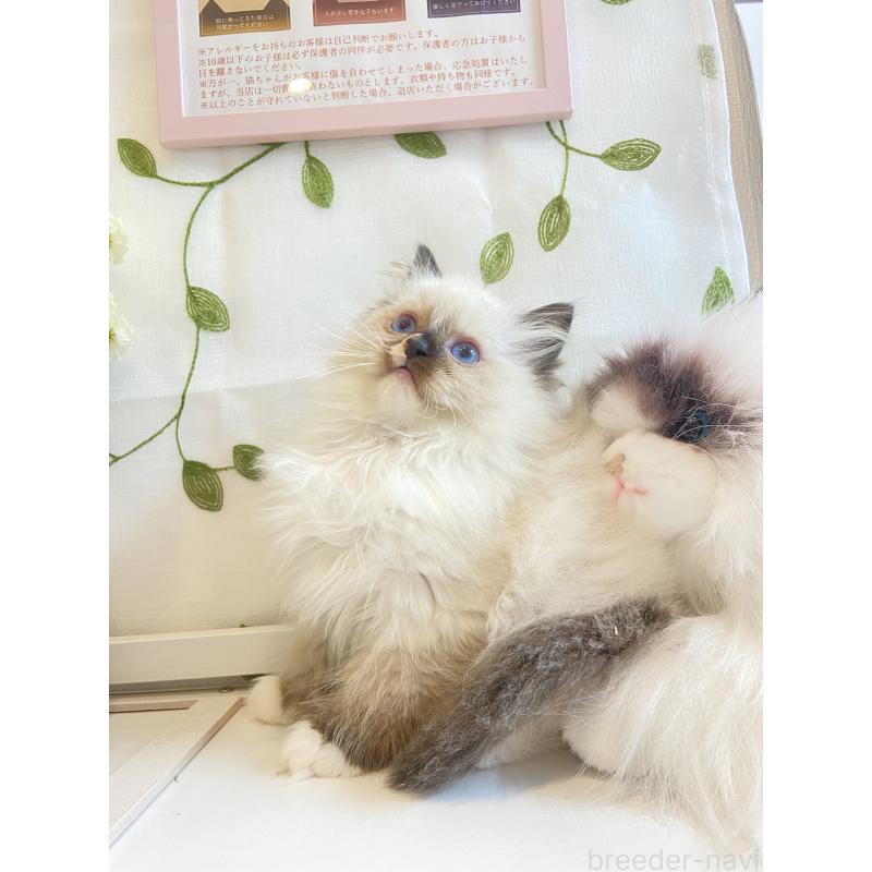 販売中の大阪府のラグドール-133264の2枚目