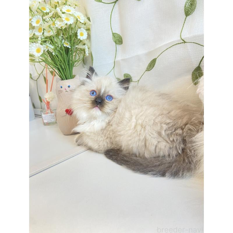 販売中の大阪府のラグドール-133265の4枚目