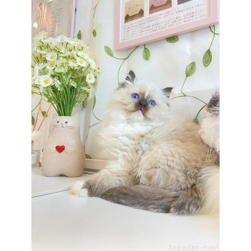 販売中の大阪府のラグドール-133265の3枚目