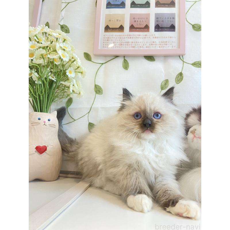 販売中の大阪府のラグドール-133265の2枚目