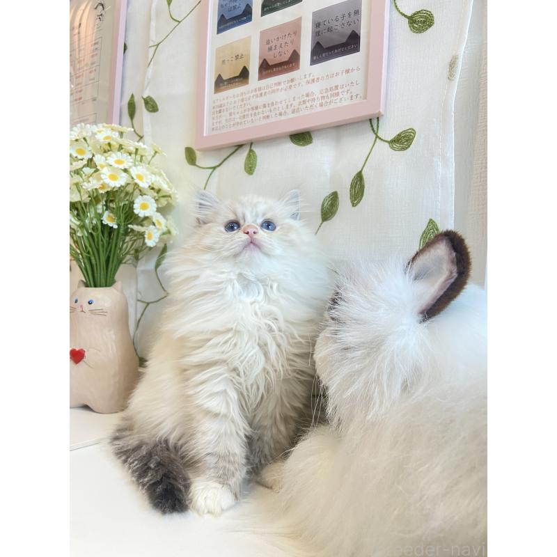 販売中の大阪府のラグドール-133266の5枚目