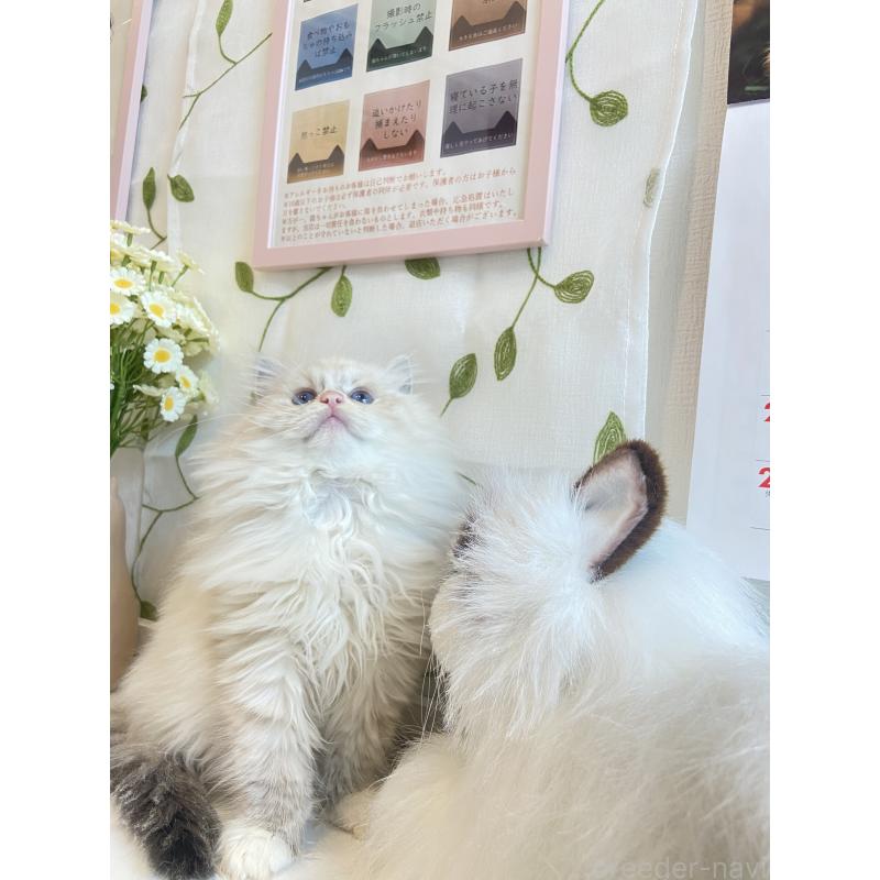 販売中の大阪府のラグドール-133266の4枚目