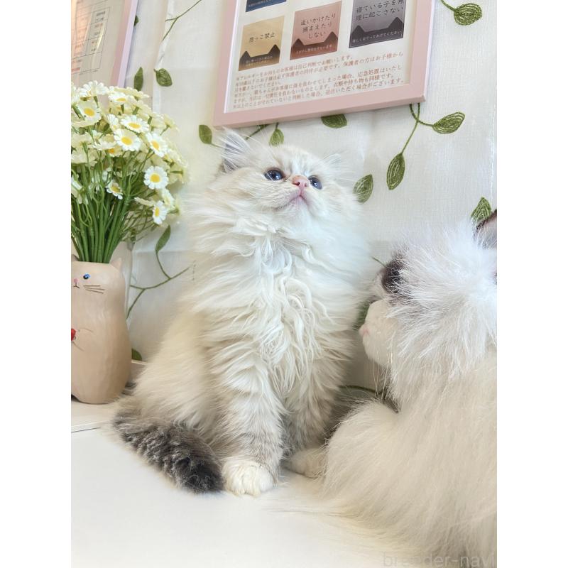 販売中の大阪府のラグドール-133266の3枚目