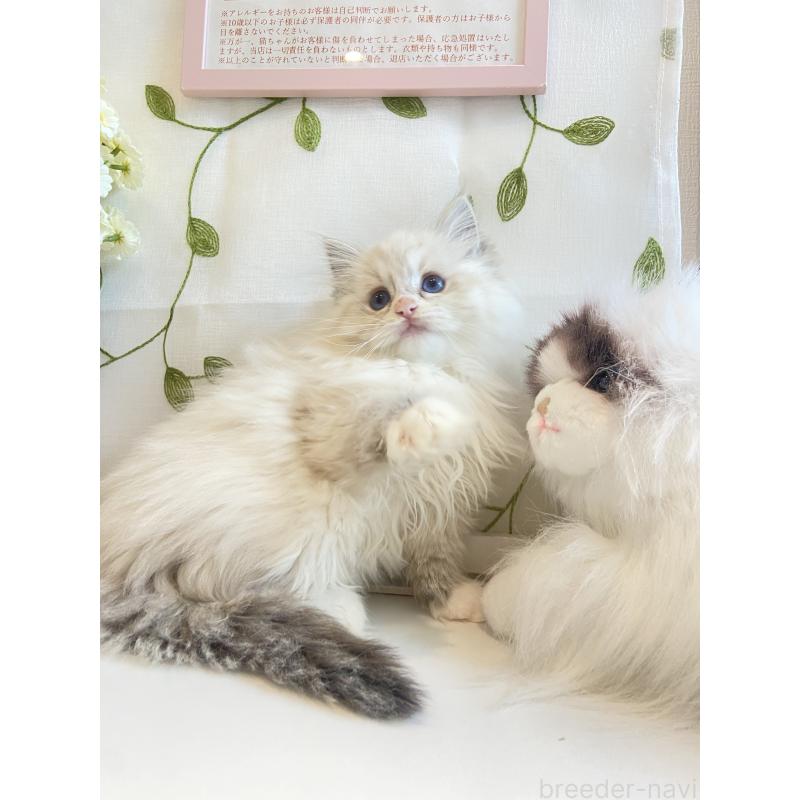 販売中の大阪府のラグドール-133266の2枚目