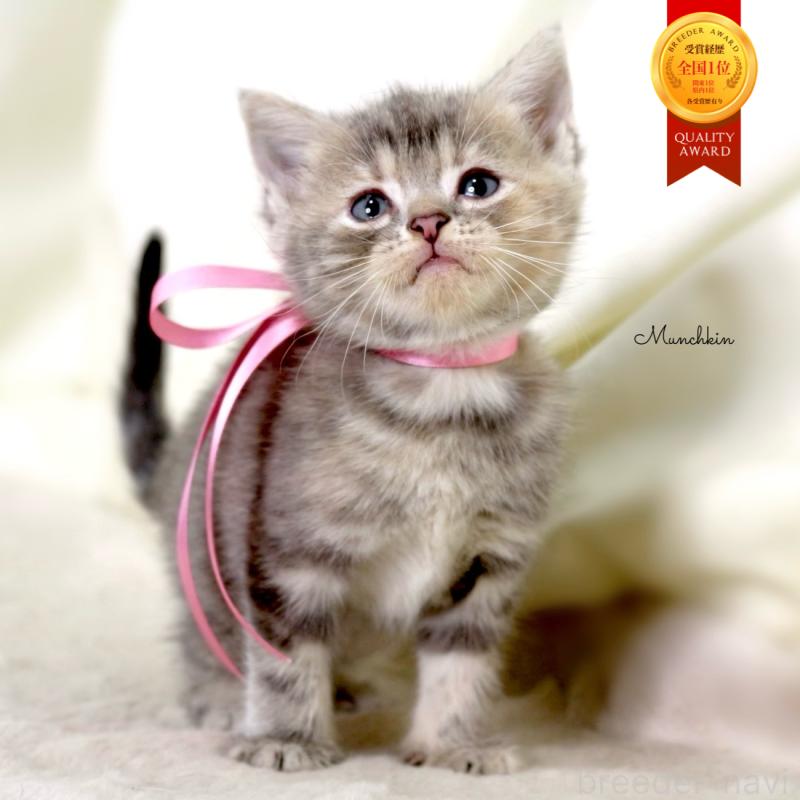 販売中の栃木県のマンチカン-131993