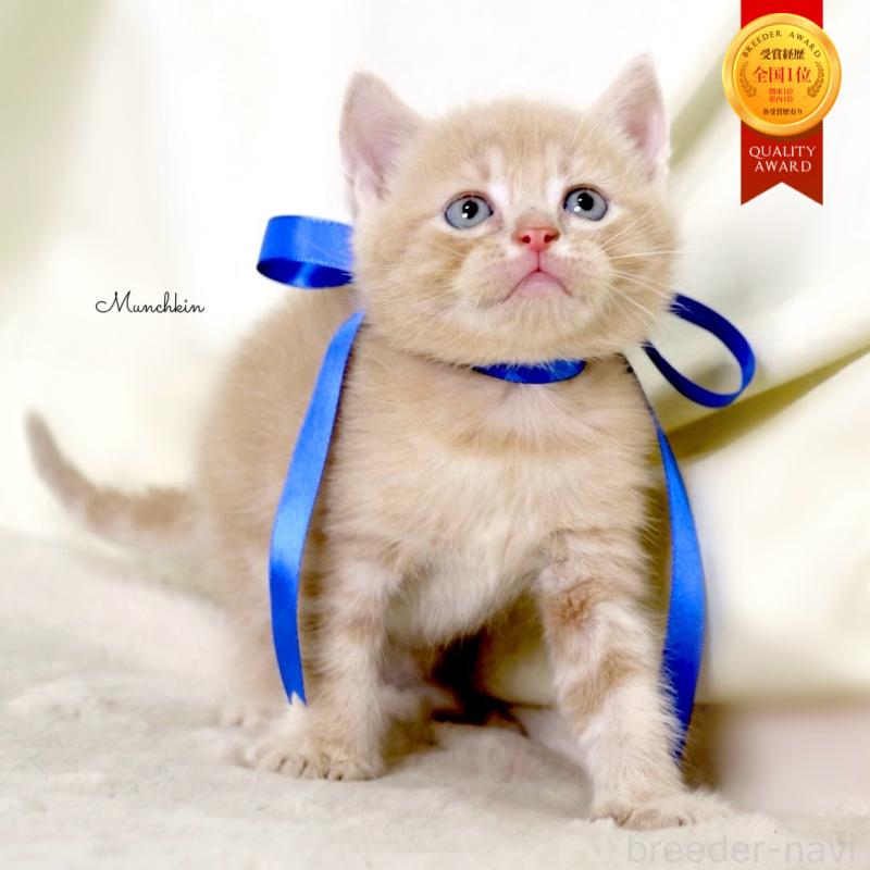 販売中の栃木県のマンチカン-131995