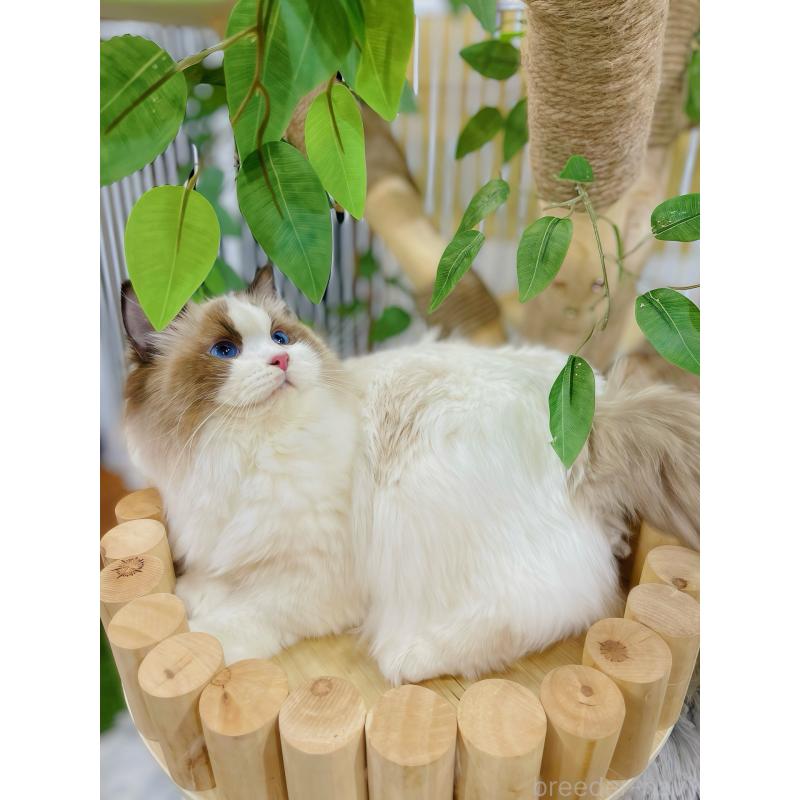 商談中の東京都のラグドール-127068の5枚目