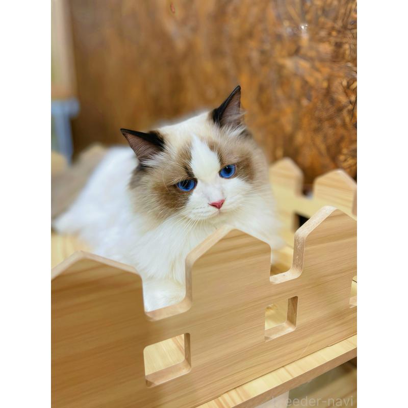 商談中の東京都のラグドール-127068の4枚目